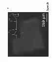 Fig. 19 - NON-ADHERENT CELL SUPPORT AND MANUFACTURING METHOD