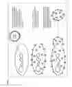 Fig. 09 - Immunomodulatory minicells and methods of use