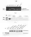 Fig. 02 - Method for culturing contamination-free cells and method for removing contamination of cells