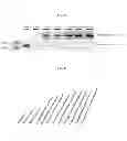 Fig. 03 - Method for culturing contamination-free cells and method for removing contamination of cells