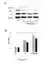 Fig. 07 - HYDROGEL COMPOSITION AND USES THEREOF