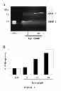 Fig. 08 - HYDROGEL COMPOSITION AND USES THEREOF