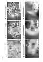 Fig. 03 - CELL DIFFERENTIATION INDUCER AND DIFFERENTIATION INDUCING METHOD