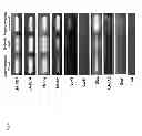 Fig. 06 - CELL DIFFERENTIATION INDUCER AND DIFFERENTIATION INDUCING METHOD