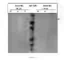 Fig. 12 - Expression systems and methods of producing spider silk proteins