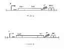 Fig. 19 - Expression systems and methods of producing spider silk proteins