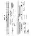 Fig. 25 - Epitope testing using soluble HLA