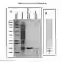 Fig. 04 - Mitrecin A polypeptide with antimicrobial activity