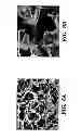 Fig. 07 - Silk fibroin materials and use thereof