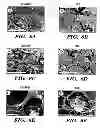 Fig. 09 - Silk fibroin materials and use thereof