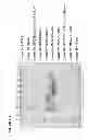 Fig. 05 - Method of purifying proteins