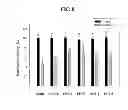 Fig. 09 - COMPOSITION FOR PREVENTING OR TREATING NEURODEGENERATIVE DISEASE INCLUDING BIOACTIVE PEPTIDE AS EFFECTIVE COMPONENT