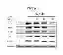 Fig. 22 - COMPOSITION FOR PREVENTING OR TREATING NEURODEGENERATIVE DISEASE INCLUDING BIOACTIVE PEPTIDE AS EFFECTIVE COMPONENT
