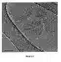 Fig. 07 - AMPHIPHILE PRODRUGS