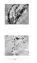 Fig. 07 - Use of dextran sulfate