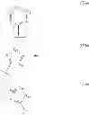 Fig. 30 - Imidazole compounds that modulate HSP90 activity