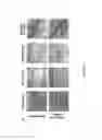 Fig. 14 - Compositions and methods for tissue engineering and cell based therapies