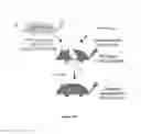 Fig. 19 - Compositions and methods for tissue engineering and cell based therapies