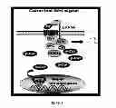 Fig. 02 - Method and composition for modulating canonical Wnt pathway using folate and inositol