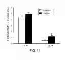 Fig. 16 - Pro-neurogenic compounds