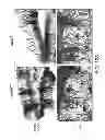 Fig. 17 - Pro-neurogenic compounds