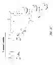 Fig. 04 - MULTIPLE EXON SKIPPING COMPOSITIONS FOR DMD