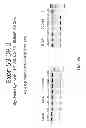 Fig. 16 - MULTIPLE EXON SKIPPING COMPOSITIONS FOR DMD