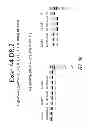 Fig. 25 - MULTIPLE EXON SKIPPING COMPOSITIONS FOR DMD