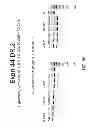Fig. 26 - MULTIPLE EXON SKIPPING COMPOSITIONS FOR DMD