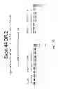 Fig. 27 - MULTIPLE EXON SKIPPING COMPOSITIONS FOR DMD