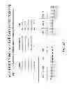 Fig. 30 - MULTIPLE EXON SKIPPING COMPOSITIONS FOR DMD