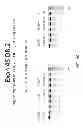 Fig. 33 - MULTIPLE EXON SKIPPING COMPOSITIONS FOR DMD