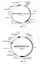 Fig. 13 - SiRNA sequence-independent modification formats for reducing off-target phenotypic effects in RNAi, and stabilized forms thereof