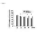 Fig. 04 - Composition and method for neuroprotection against excitotoxic injury