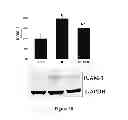 Fig. 06 - Method for regulating retinal endothelial cell viability