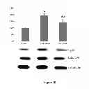 Fig. 08 - Method for regulating retinal endothelial cell viability
