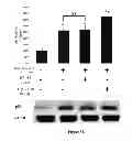 Fig. 12 - Method for regulating retinal endothelial cell viability