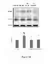 Fig. 16 - Method for regulating retinal endothelial cell viability
