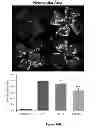 Fig. 22 - Method for regulating retinal endothelial cell viability
