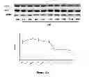 Fig. 24 - Method for regulating retinal endothelial cell viability