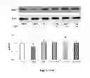 Fig. 25 - Method for regulating retinal endothelial cell viability