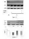Fig. 26 - Method for regulating retinal endothelial cell viability