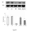 Fig. 27 - Method for regulating retinal endothelial cell viability