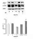 Fig. 28 - Method for regulating retinal endothelial cell viability