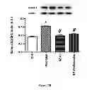 Fig. 34 - Method for regulating retinal endothelial cell viability