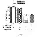 Fig. 40 - Method for regulating retinal endothelial cell viability