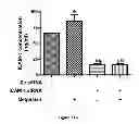 Fig. 44 - Method for regulating retinal endothelial cell viability