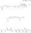 Fig. 26 - SUGAR CHAIN-CAPTURING SUBSTANCE AND USE THEREOF