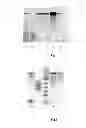 Fig. 02 - Method for producing web protein, a fused protein, recombinant DNA, an expression vector, a host cell and strain-producers