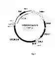 Fig. 03 - Method for producing web protein, a fused protein, recombinant DNA, an expression vector, a host cell and strain-producers
